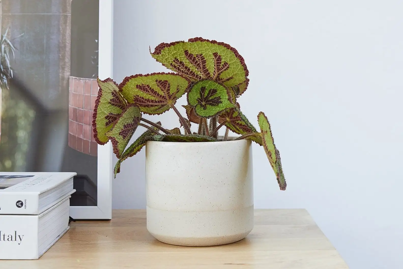Iron Cross Begonia window filtered light