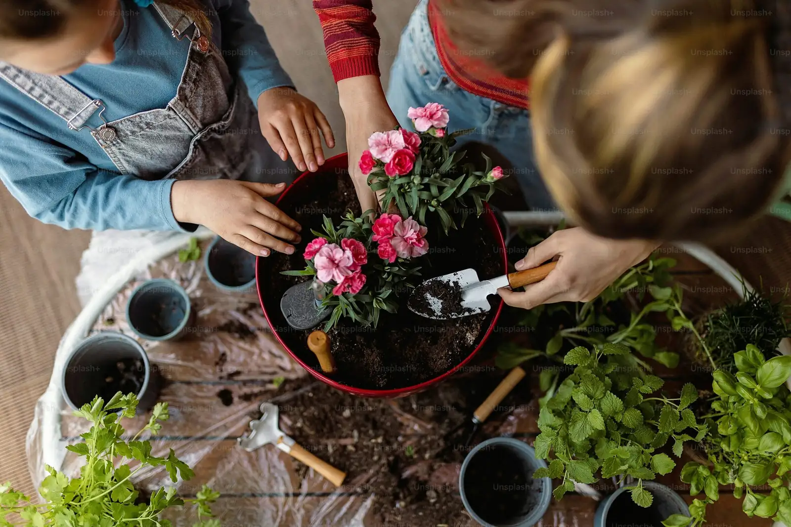 Iron Cross Begonia plant grouping
