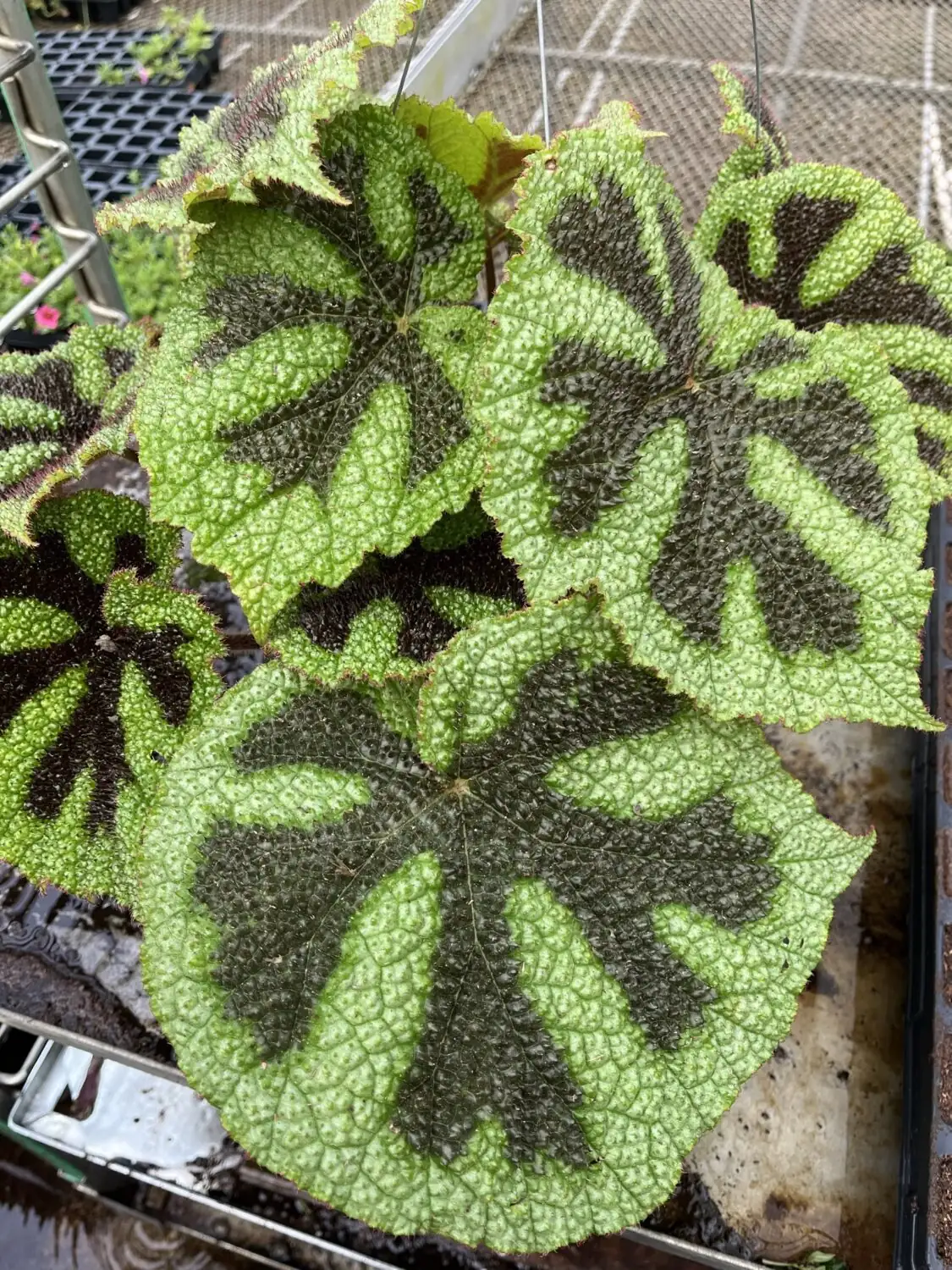 begonia masoniana greenhouse bench