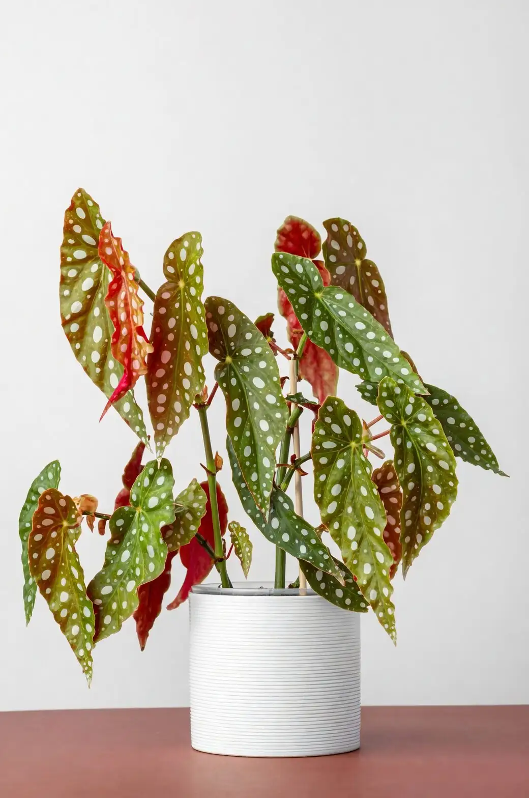 begonia masoniana watering indoor pot