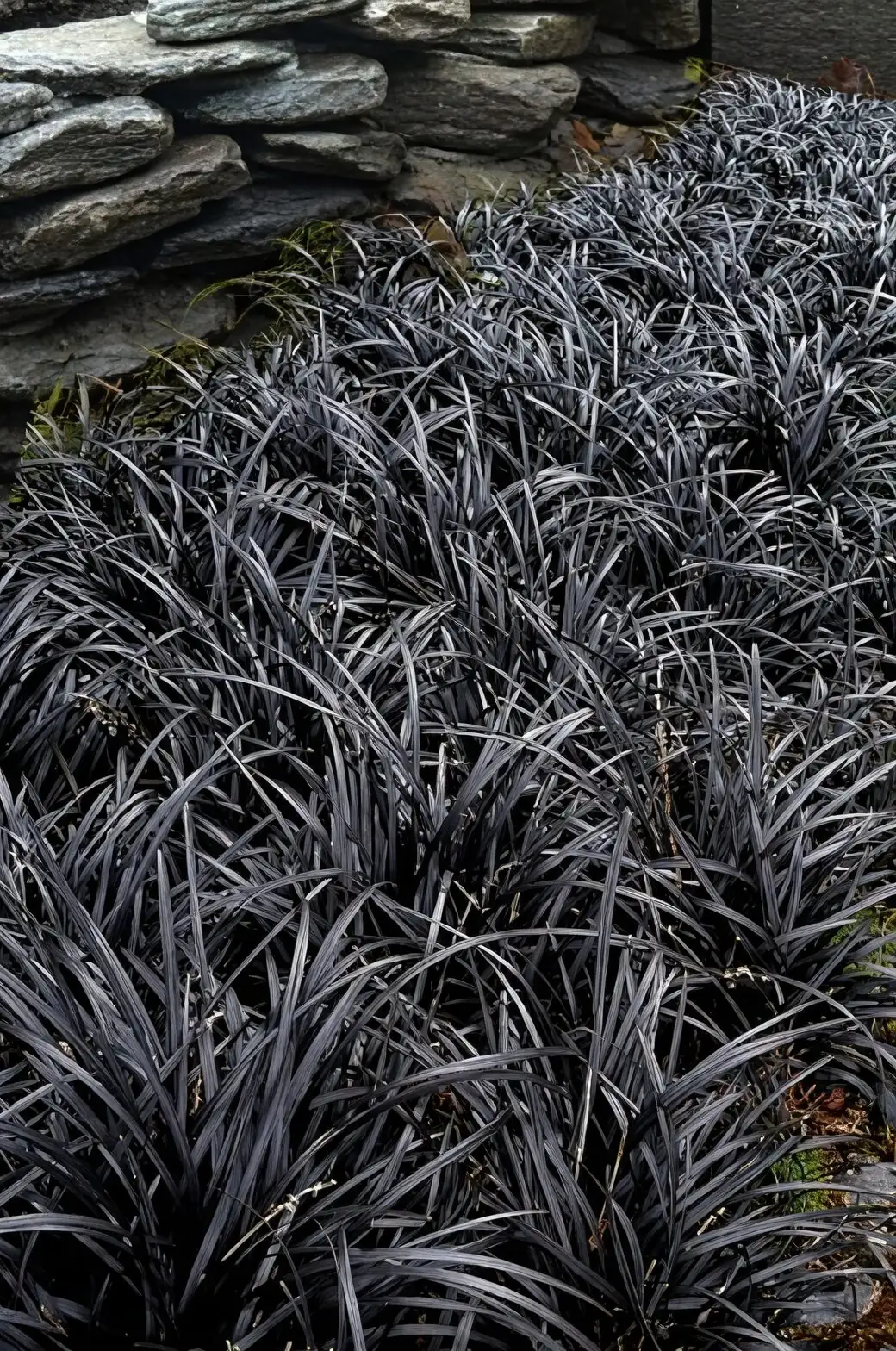 iron cross begonia with black mondo grass