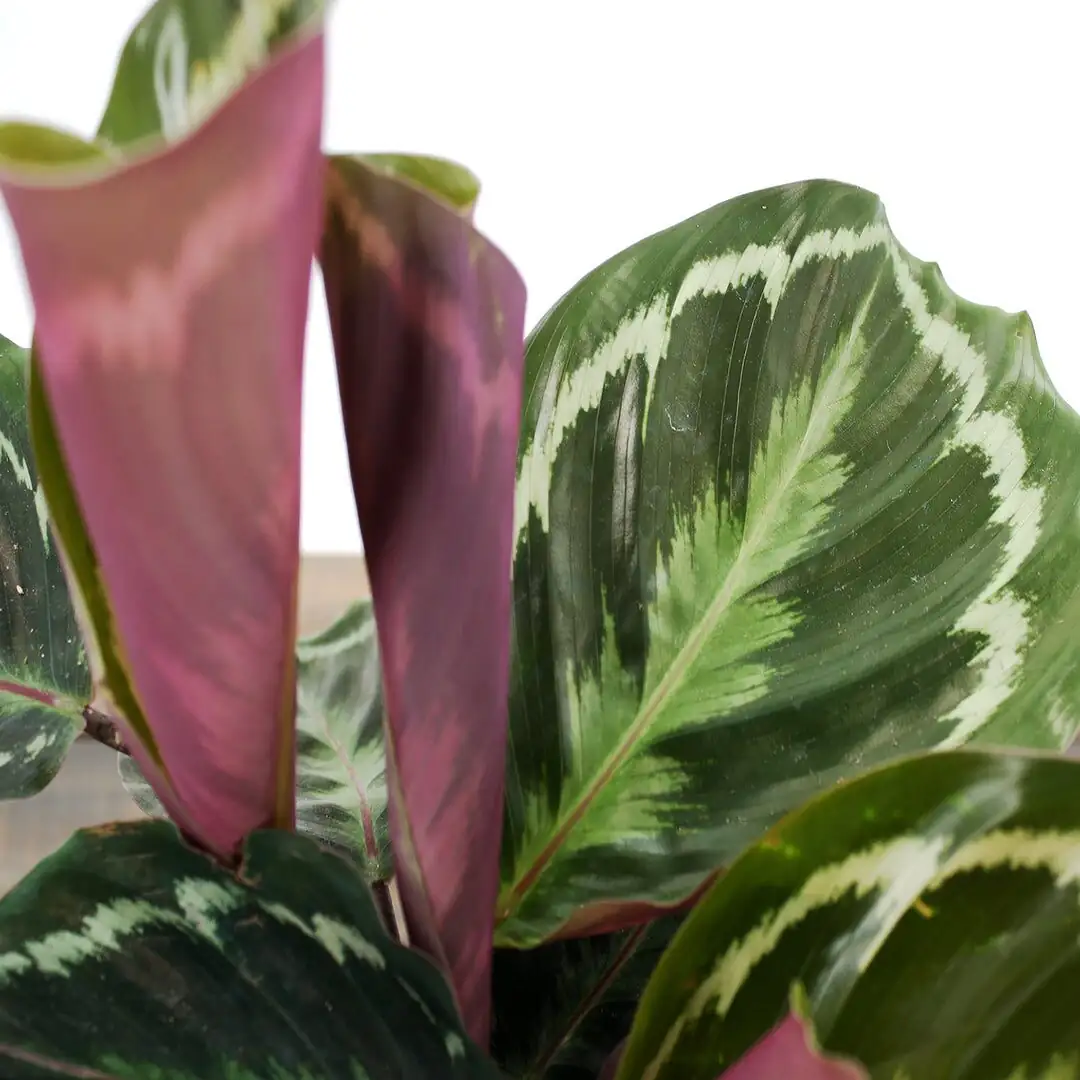 Goodbye Crispy Edges: The Bright‑Indirect + 70% Humidity Playbook for Rose‑painted Calathea