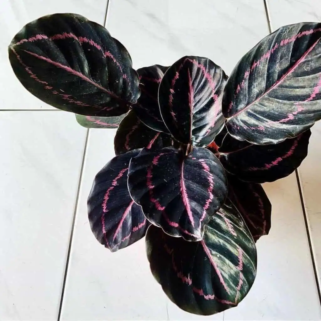 rose-painted calathea with humidifier