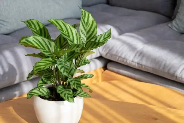 Scale, Mealybugs, and Mystery Spots—Your 7‑Day Rescue Plan for Roseopicta Leaves
