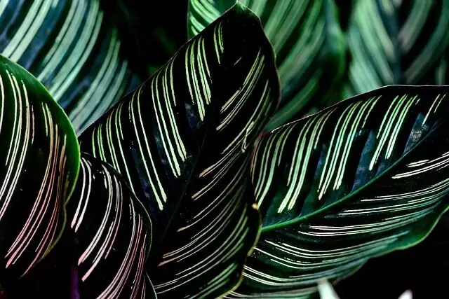 calathea roseopicta leaf close-up