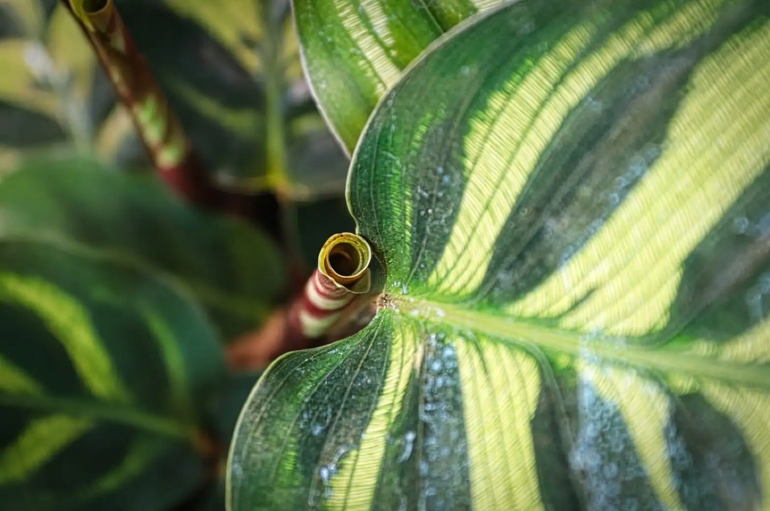 calathea roseopicta mealybugs underside