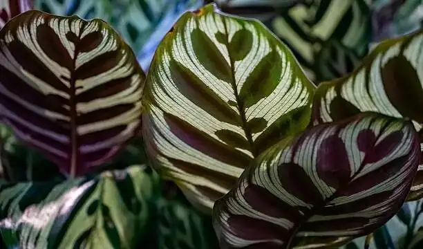 calathea roseopicta leaf spot