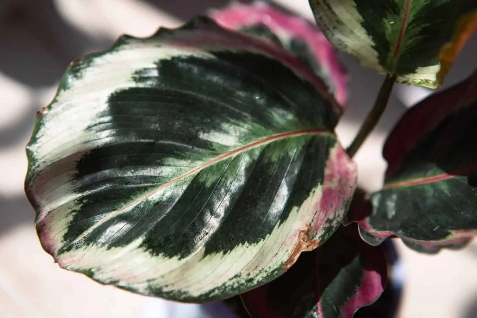 goeppertia roseopicta leaf close up
