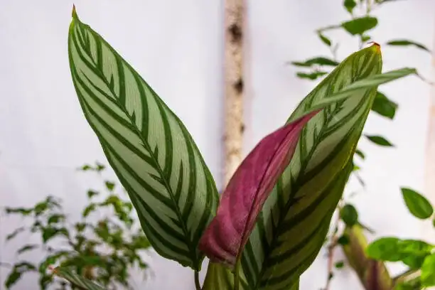 calathea roseopicta leaves praying night