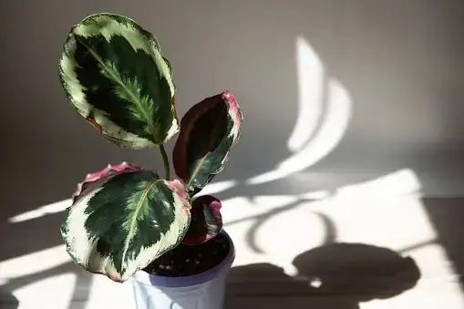 calathea roseopicta pulvinus close-up