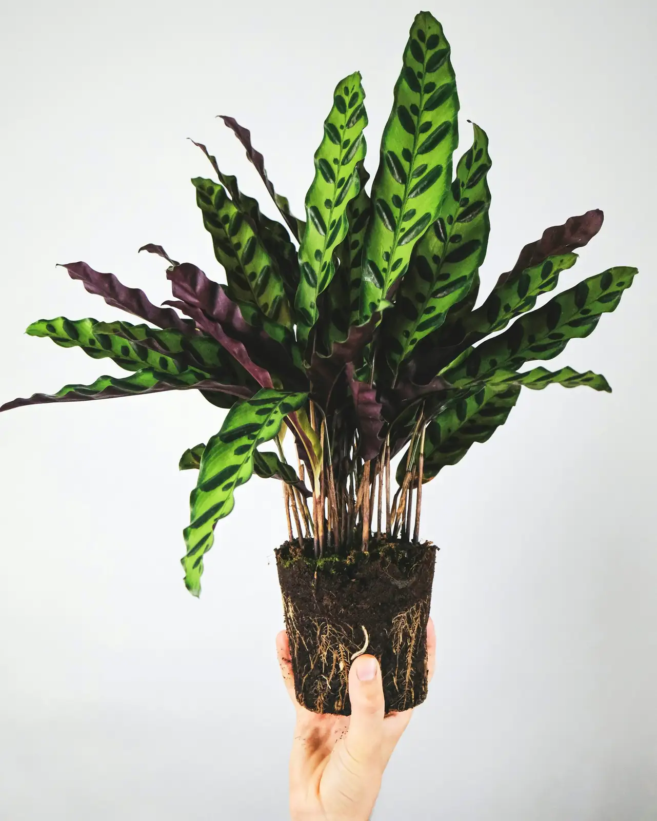 calathea roseopicta purple underside backlit