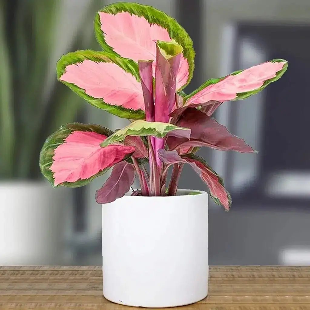 calathea roseopicta east window sheer curtains
