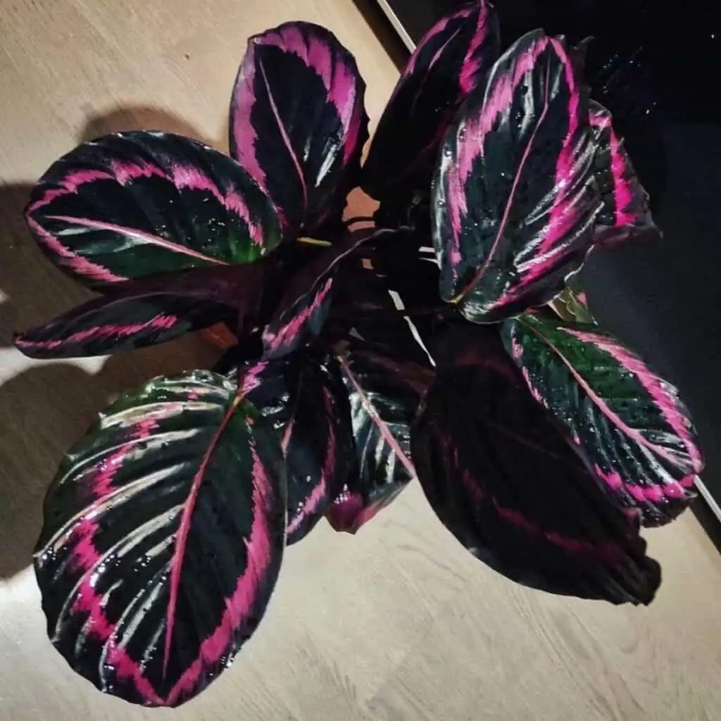 rose-painted calathea evening leaves raised