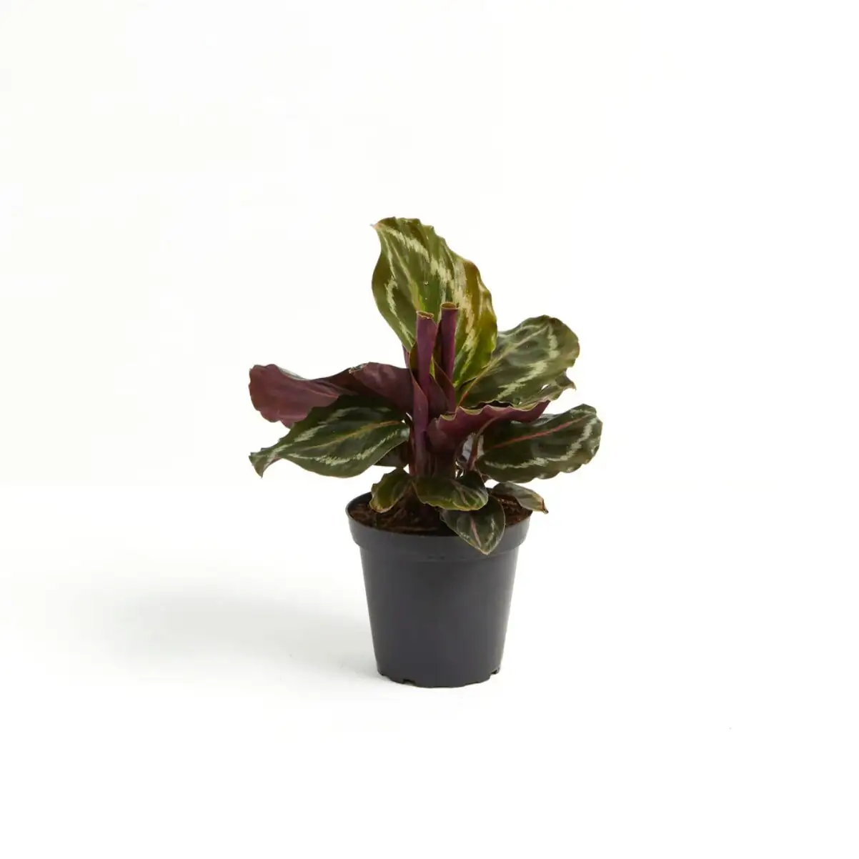 Painted Leaves as Wall Art: Style Goeppertia roseopicta at Eye Level for Maximum Color Pop