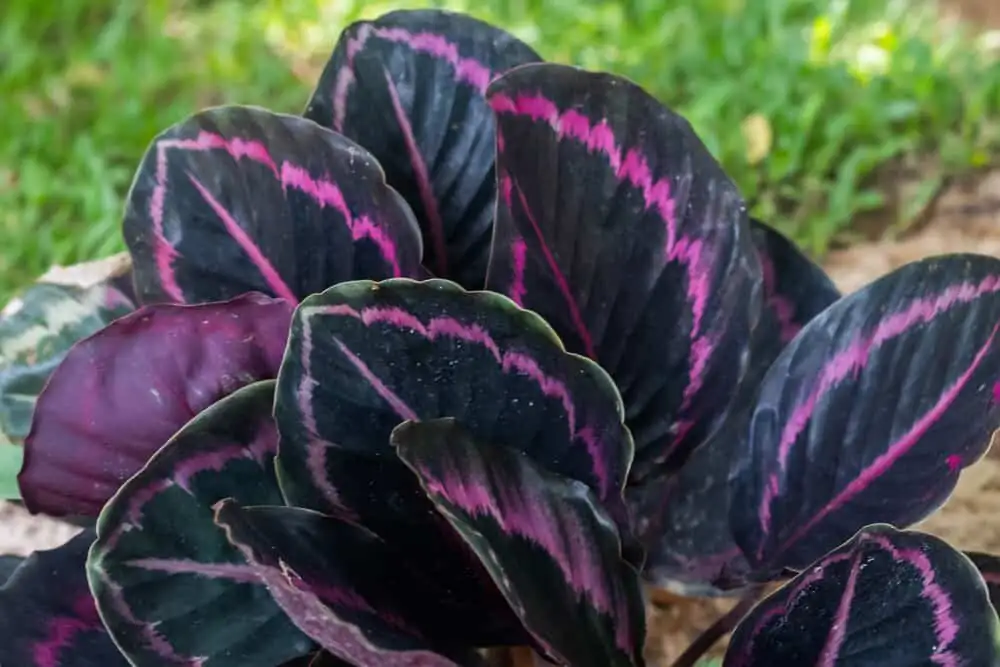 calathea roseopicta matte charcoal pot