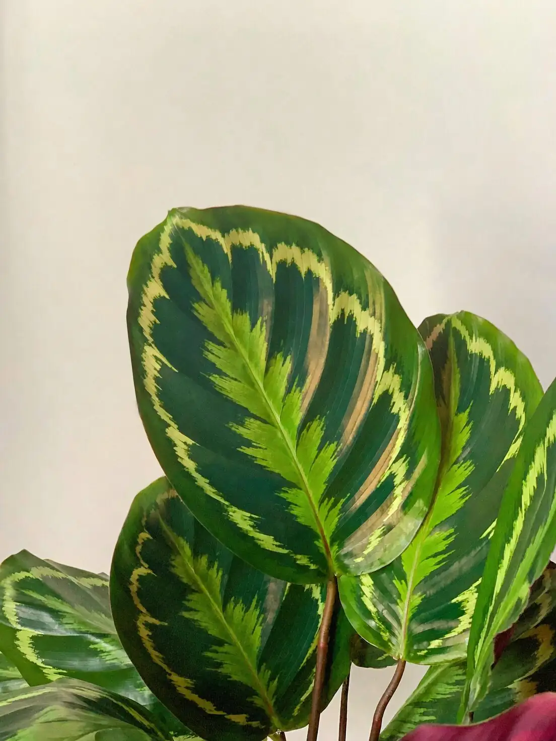 calathea roseopicta purple underside close-up