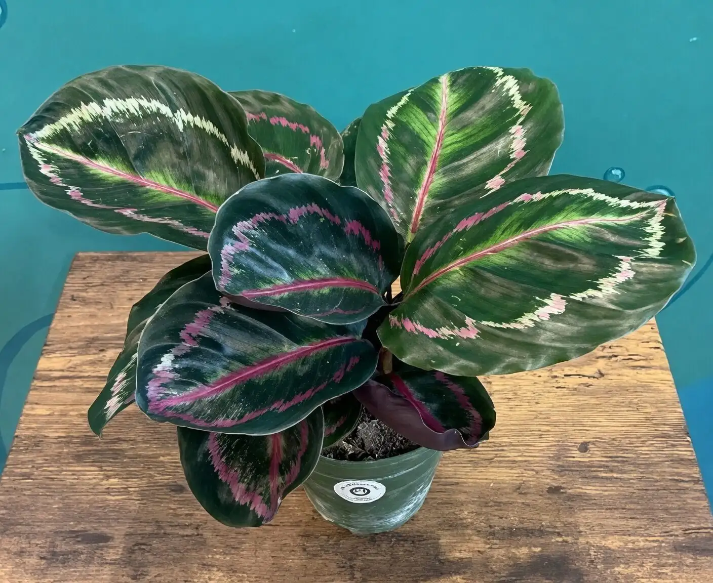 calathea roseopicta east window sheer