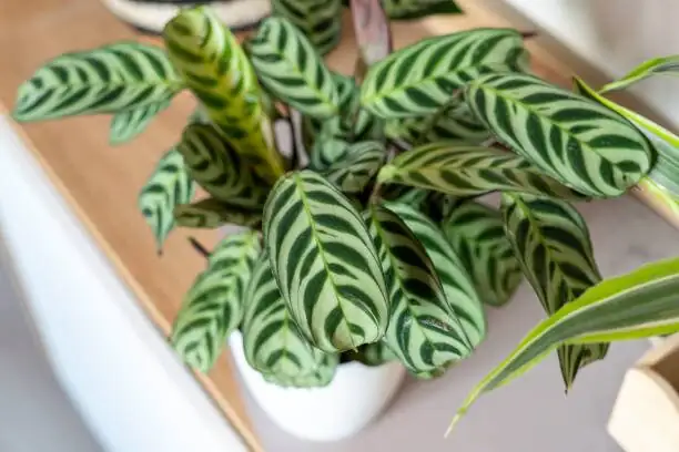 Divide and Conquer: A Spring Propagation Masterclass for Goeppertia roseopicta