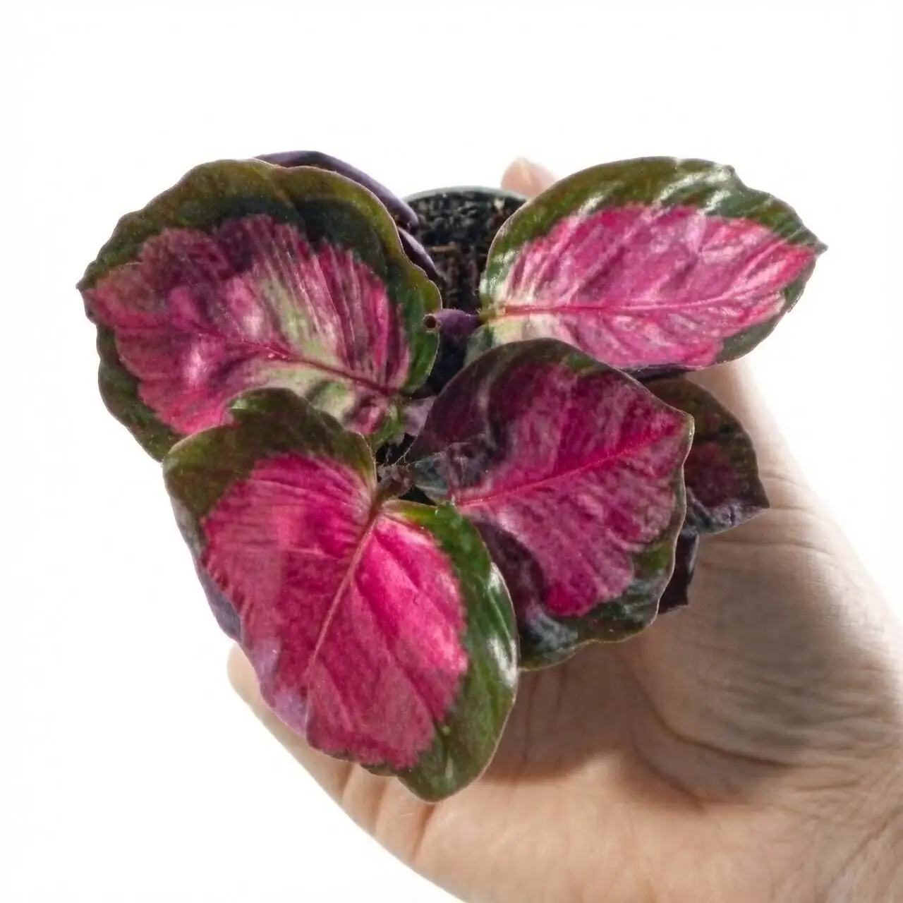 Calathea roseopicta rootball division hands