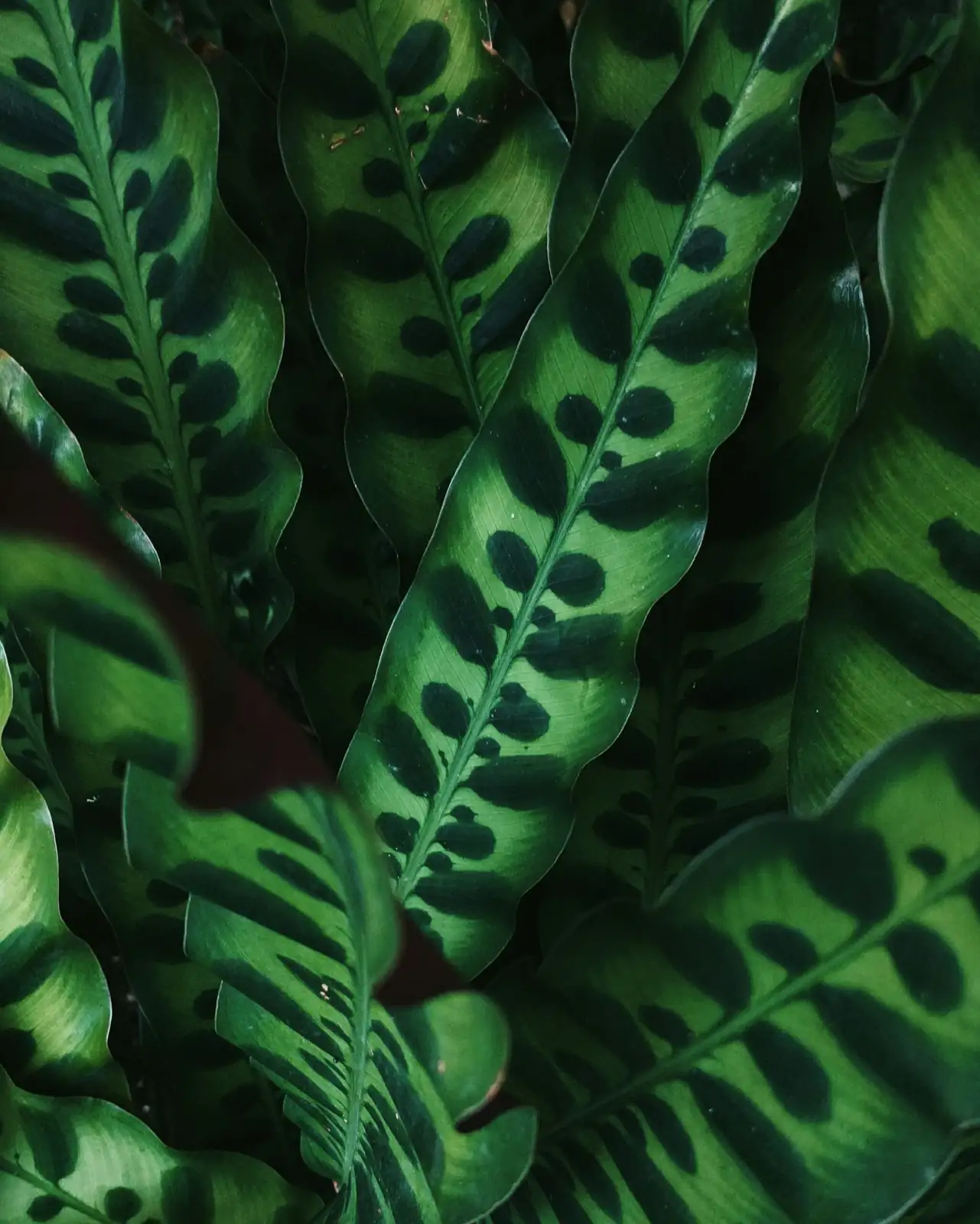 Your 4‑Season Game Plan: Water, Feed, and Humidity Tweaks for Rose‑painted Calathea