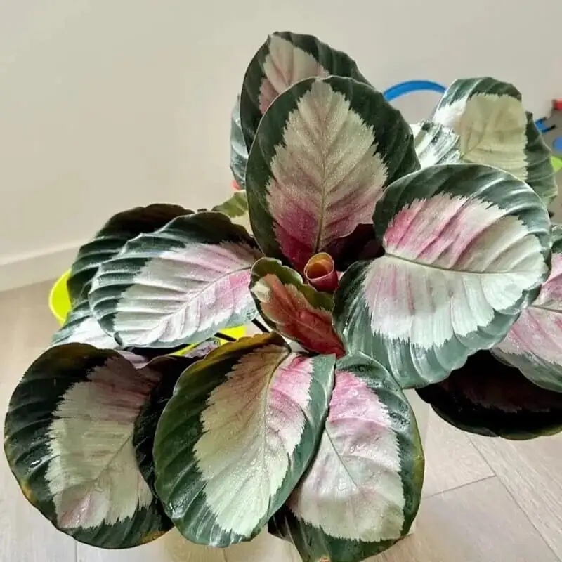 rose-painted calathea east window