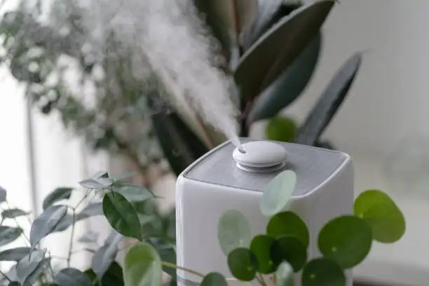 rose-painted calathea humidifier setup