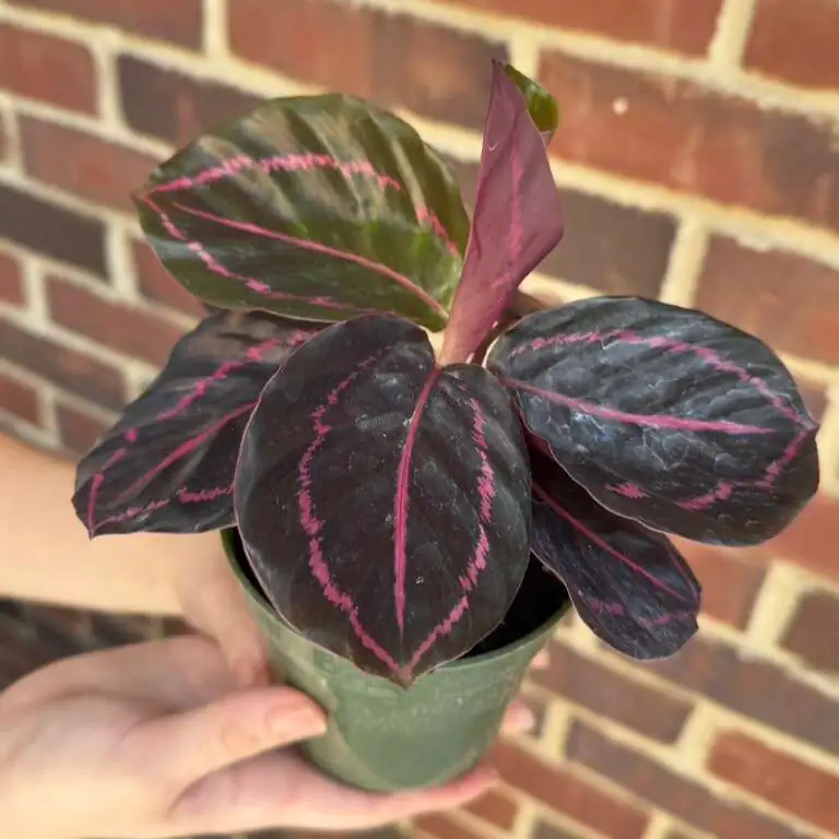 calathea roseopicta watering indoor pot