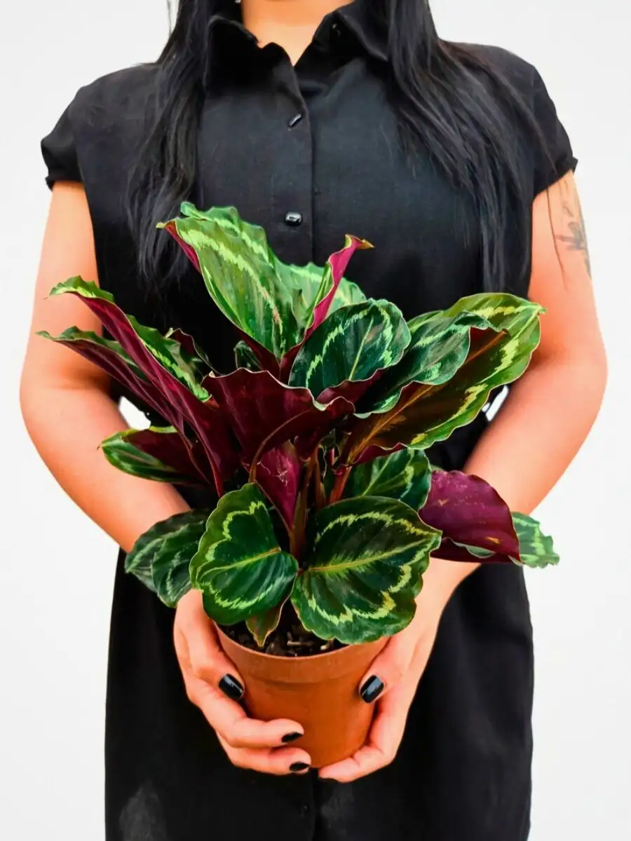calathea roseopicta inspecting leaf undersides