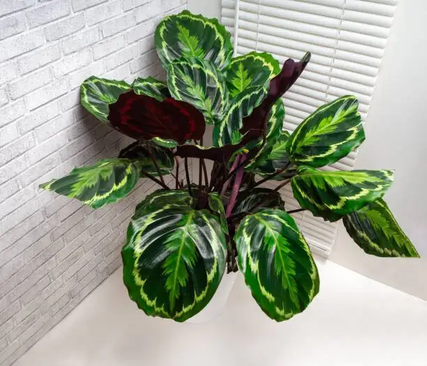 The Humidity Guild: Best Plant Pairings and Setup Tricks for a Lusher Roseopicta