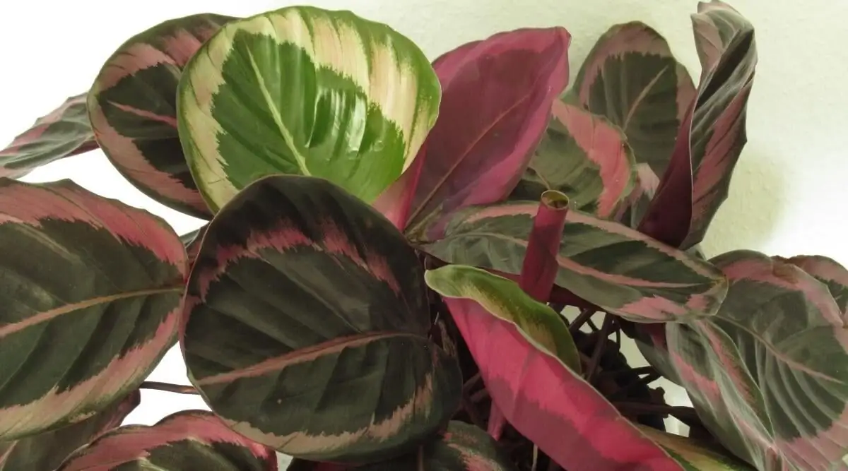 calathea roseopicta purple underside