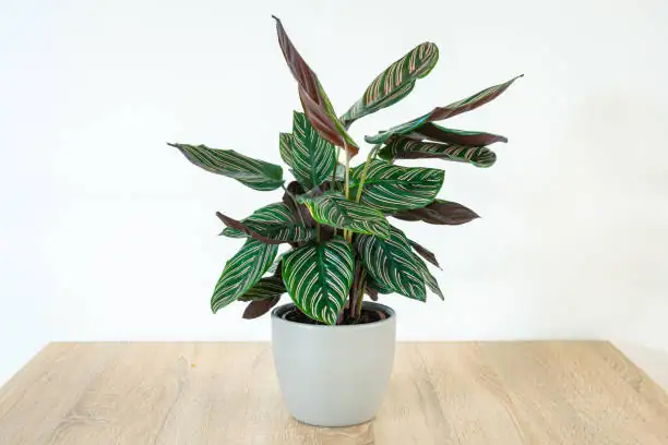 calathea roseopicta pebble tray