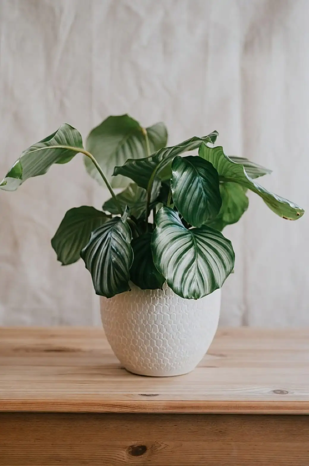 calathea roseopicta humidifier setup