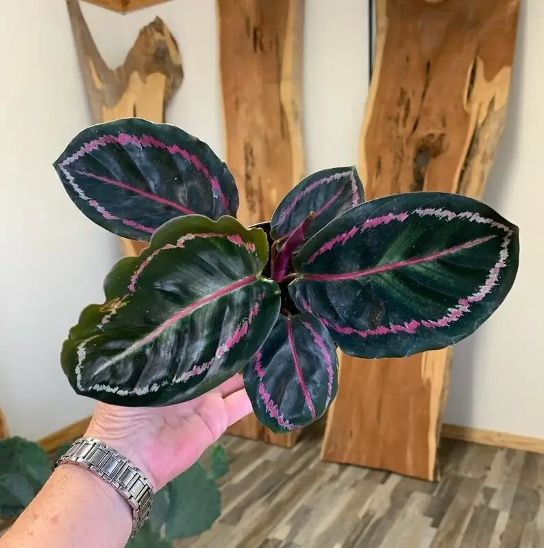 hand shadow over calathea roseopicta
