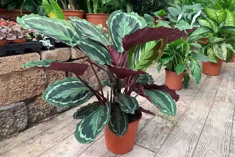calathea roseopicta behind sheer curtains