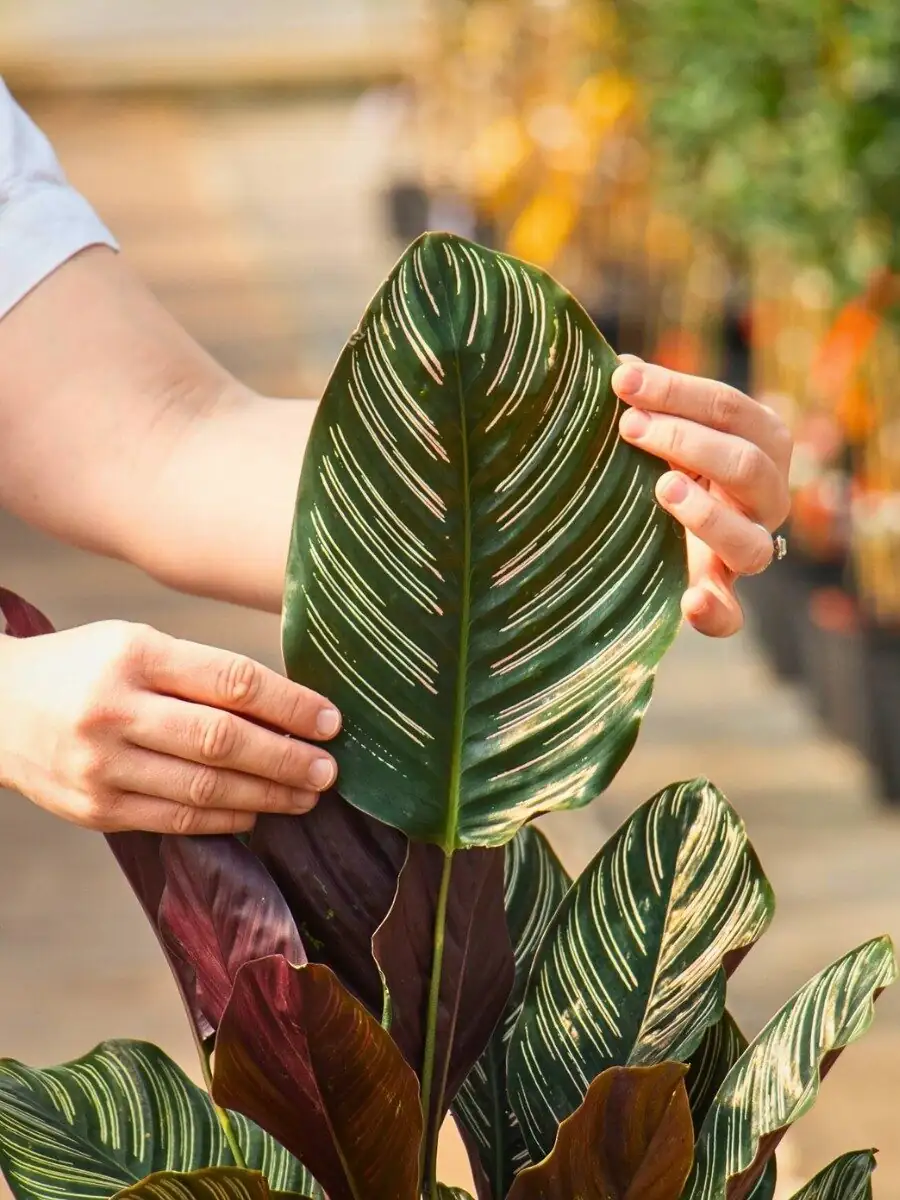calathea roseopicta leaf scorch edges