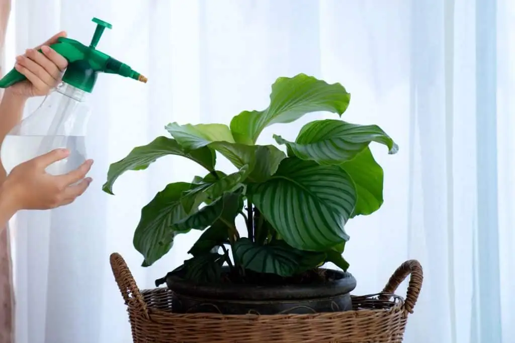 calathea fertilizer flush sink water