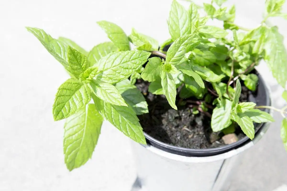 Keep It Contained! The Peppermint Pot-Perfect Care Plan (Water, Light, and Rhizome Control)
