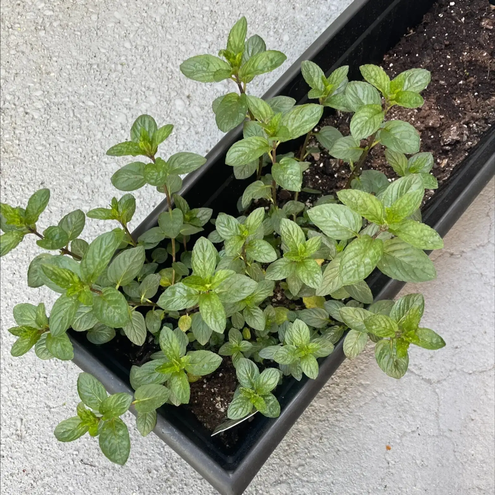 peppermint pot drainage mesh soil mix