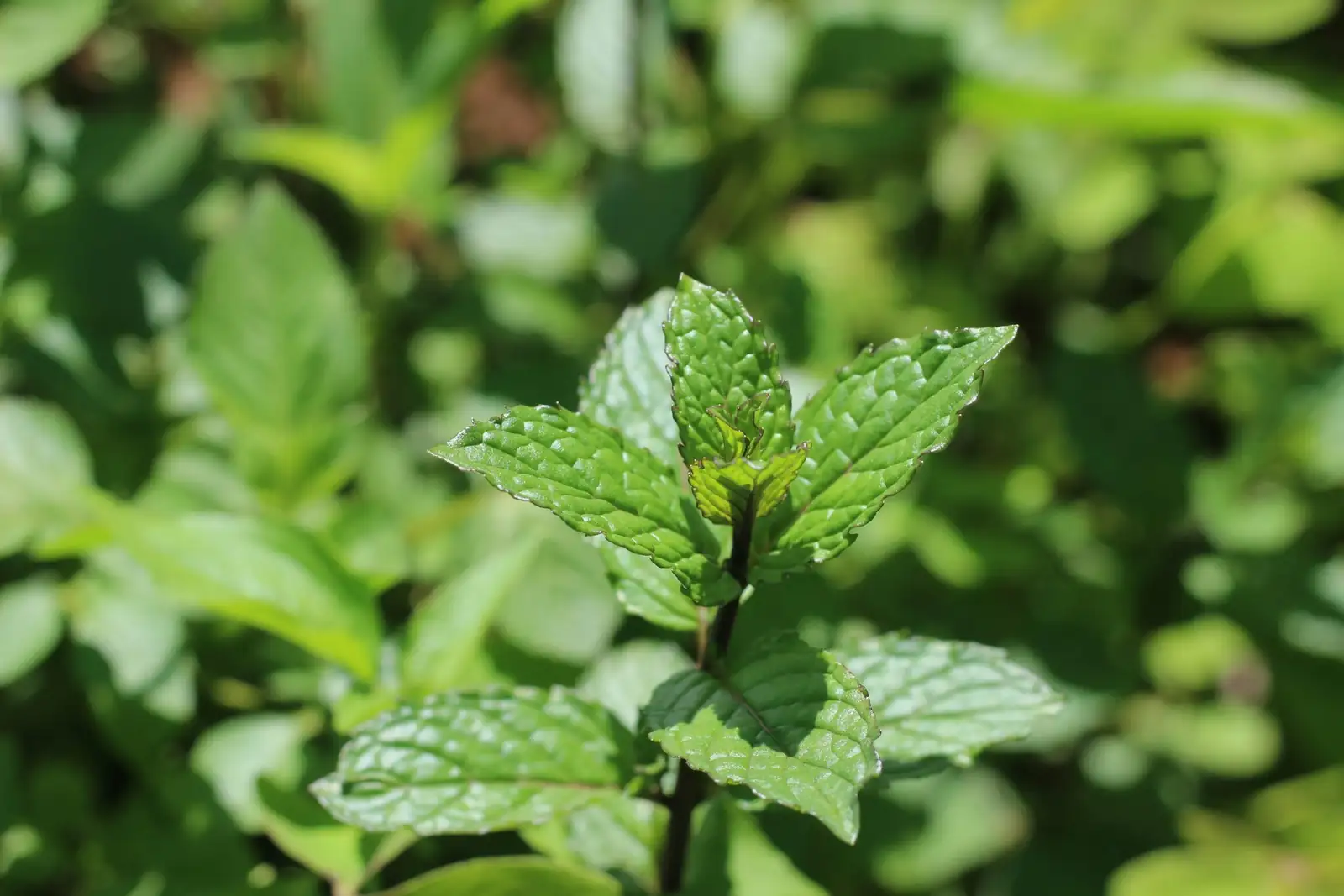 peppermint watering can soil close-up