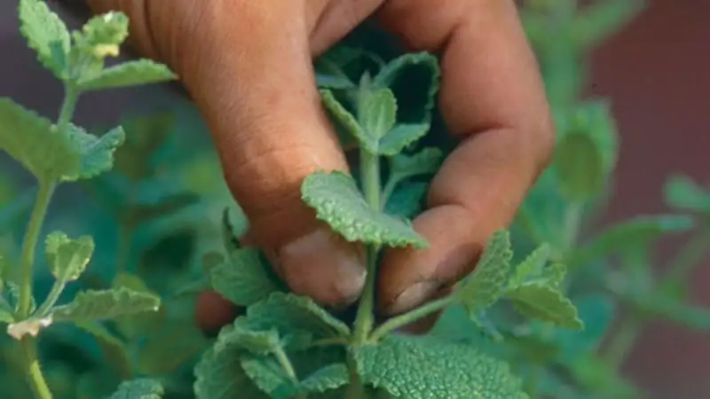 peppermint hand pinching stem tips