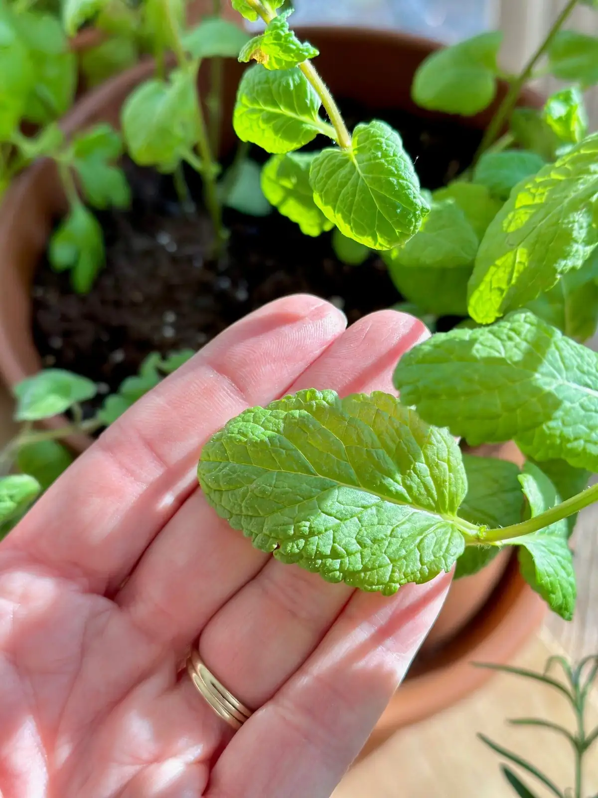 Powdery Mildew to Chewed Leaves: Your Peppermint Troubleshooting Rescue Guide