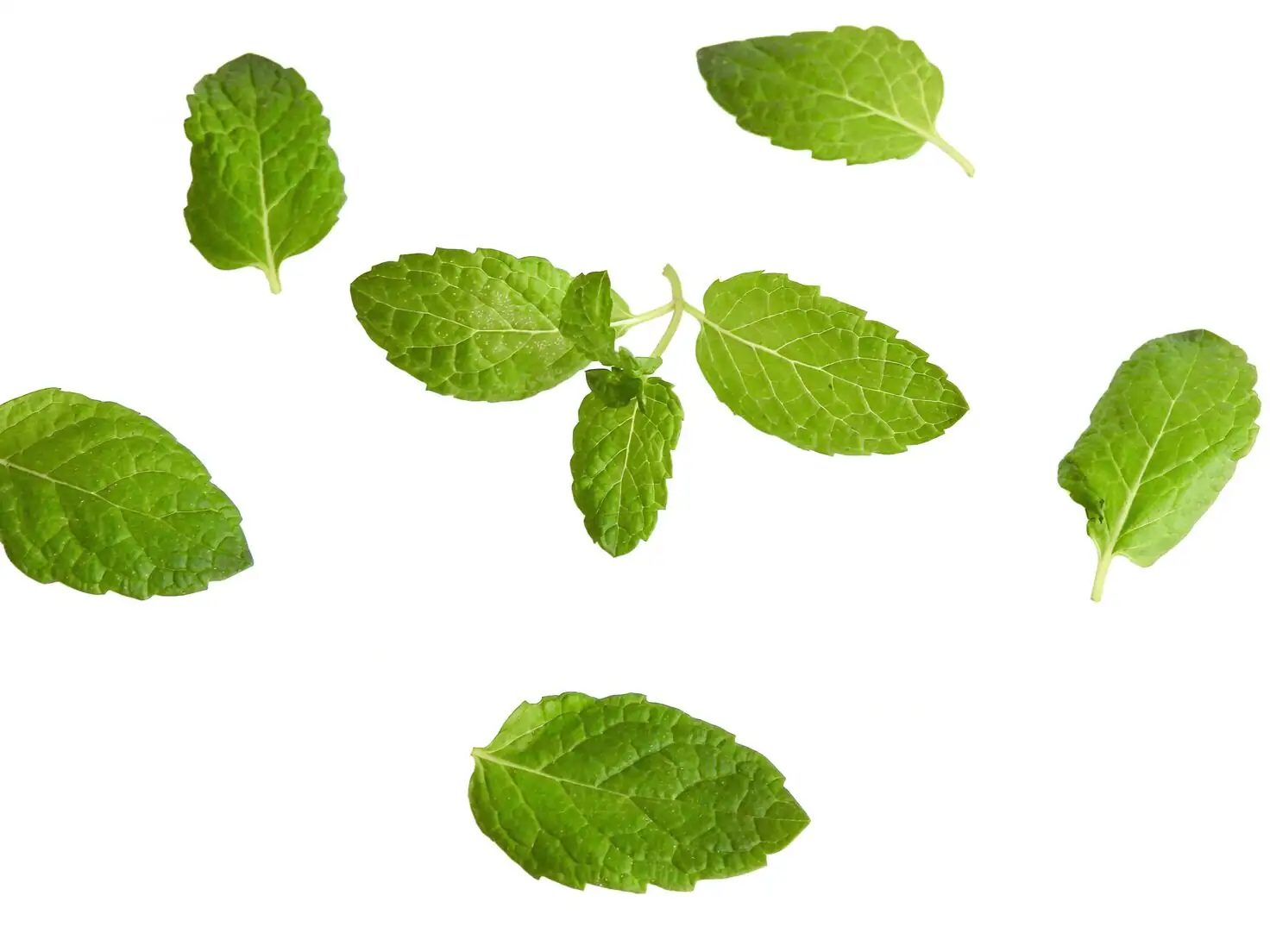 peppermint containers spacing airflow