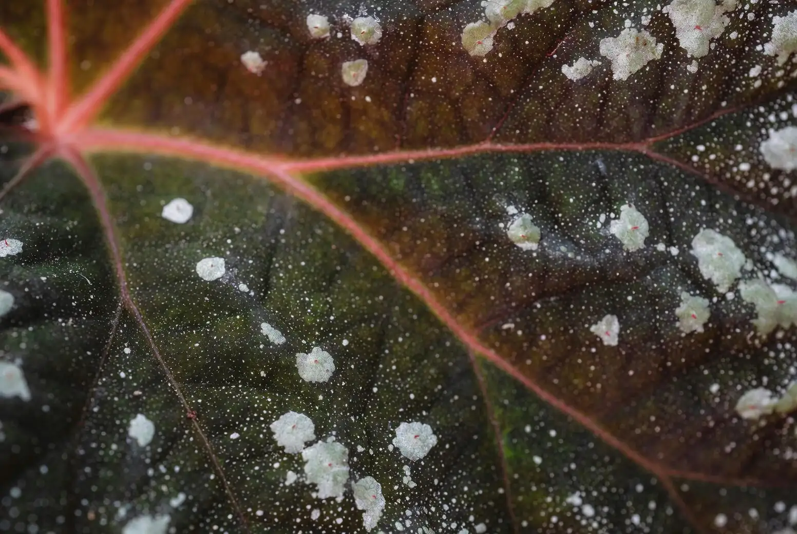 peppermint powdery mildew close-up