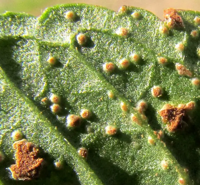 peppermint rust pustules underside