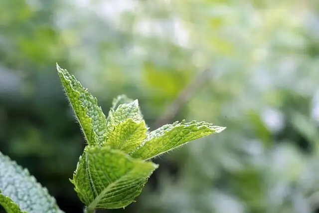 The Accidental Hybrid That Conquered Toothpaste: Peppermint’s Origin Story