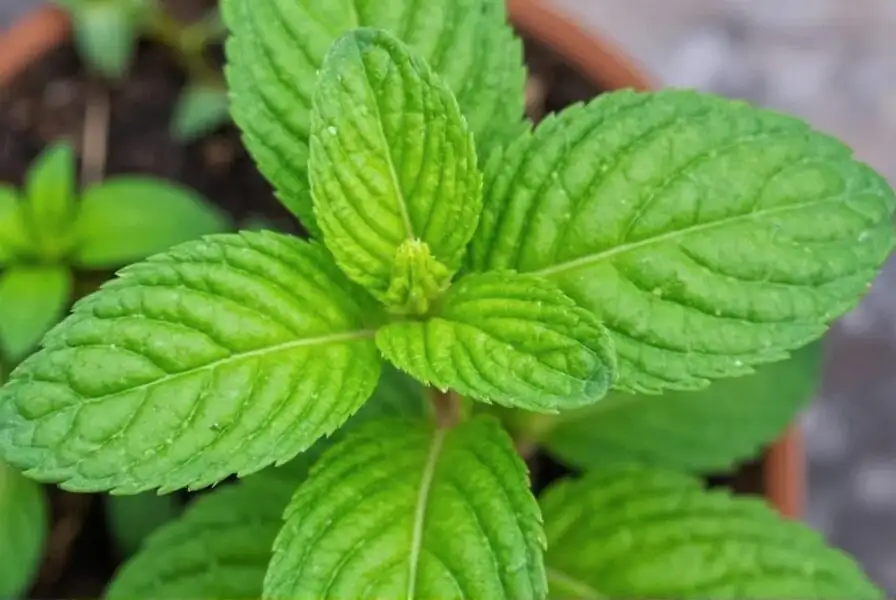 peppermint spearmint watermint side by side