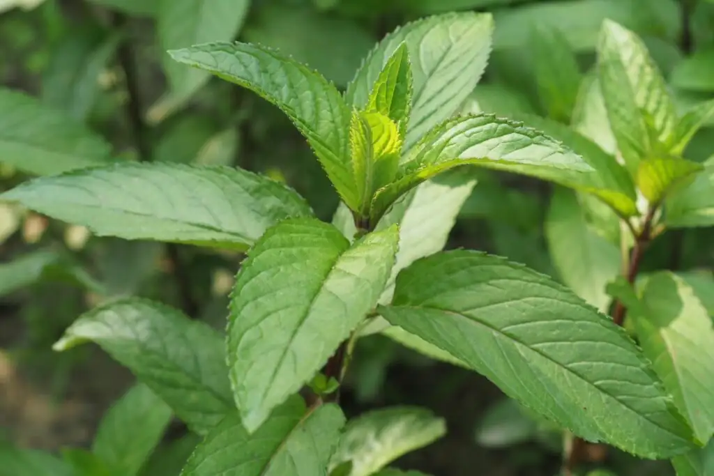 peppermint stem square close-up