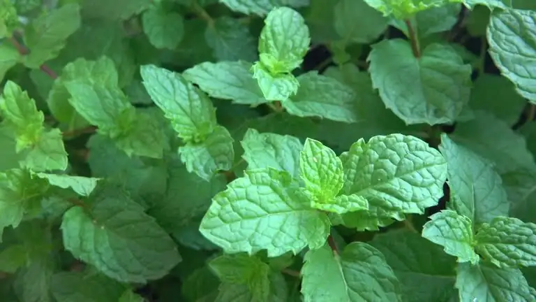 peppermint in pot sunny windowsill