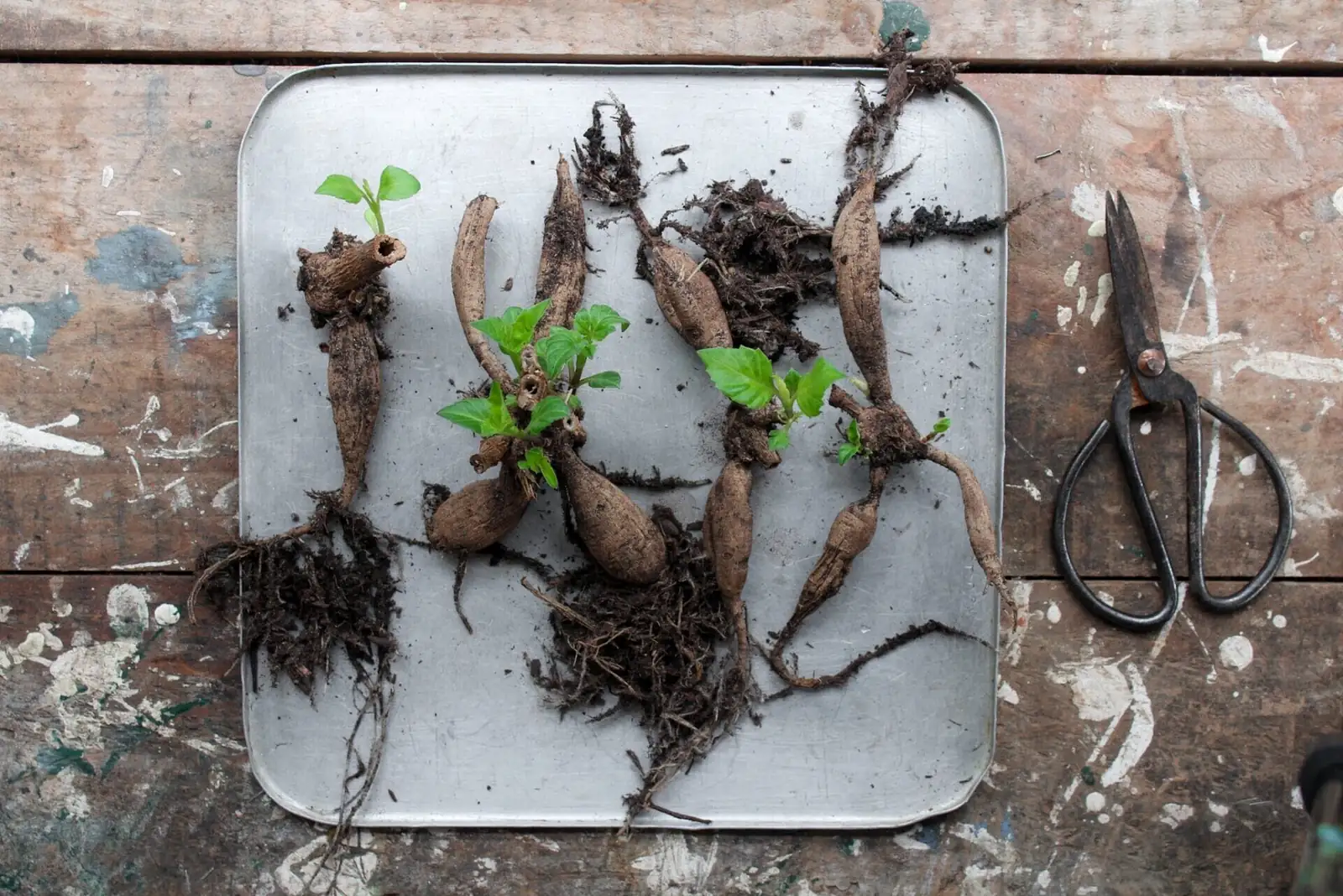 peppermint rhizomes root division