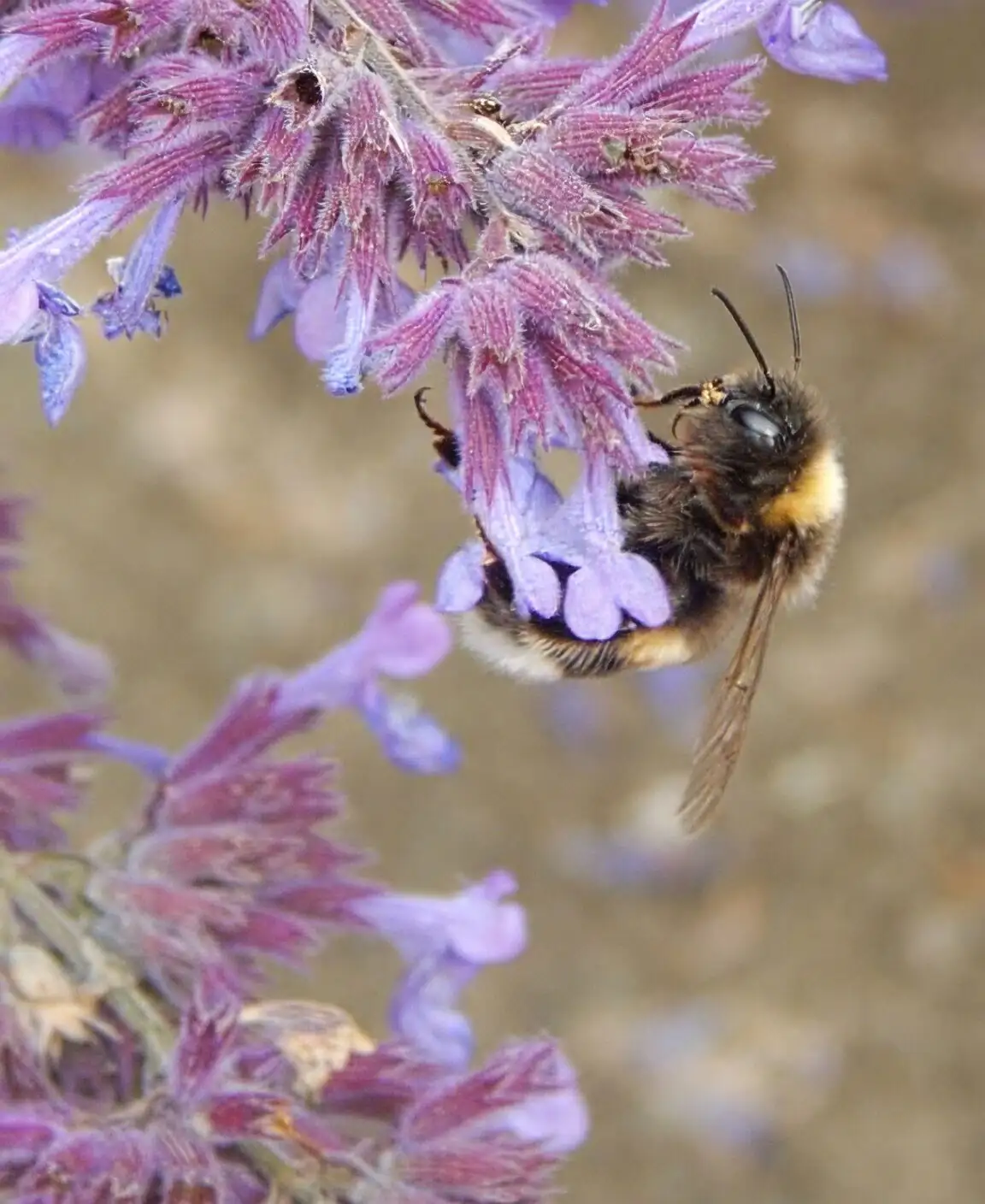 peppermint flowers with bee